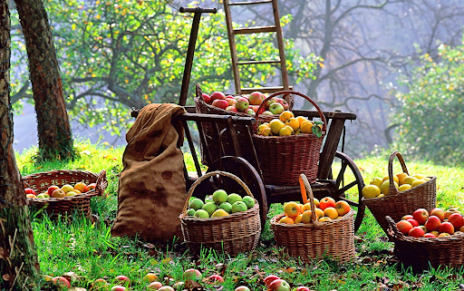 Осень на даче: какие плановые работы необходимо провести в саду перед наступлением зимы