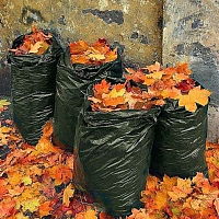 Осень на даче: какие плановые работы необходимо провести в саду перед наступлением зимы 